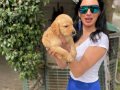 Golden retriver yavrularım sağlık ve ırk garantilidir 