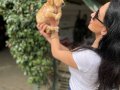 Golden retriver yavrularım sağlık ve ırk garantilidir 
