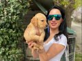 Golden retriver yavrularım sağlık ve ırk garantilidir 