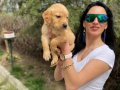 Golden retriver yavrularım sağlık ve ırk garantilidir 