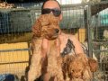 Poddle  yavrularım sağlık ve ırk garantilidir 