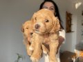 Maltipoo  yavrularım sağlık ve ırk garantilidir 