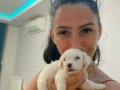 Maltese yavrularım sağlık ve ırk garantilidir 