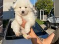 Samoyed yavrularım ırk ve sağlık garantilidir 