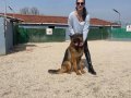Alman kurdu yavrularım sağlık ve ırk garantilidir 