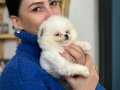 Pomeranian Boo yavrularım sağlık ve ırk garantilidir