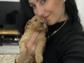 Maltipoo  ev üretimi yavrularım sağlık ve ırk garantilidir