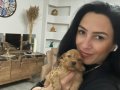 Maltipoo  ev üretimi yavrularım sağlık ve ırk garantilidir