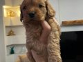 Maltipoo  ev üretimi yavrularım sağlık ve ırk garantilidir