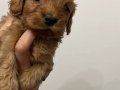 Maltipoo yavrularım sağlık ve ırk garantilidir 