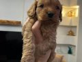 Maltipoo yavrularım sağlık ve ırk garantilidir 