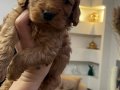 Maltipoo yavrularım sağlık ve ırk garantilidir 