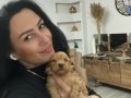 Maltipoo yavrularım sağlık ve ırk garantilidir 
