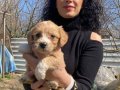 Maltipoo yavrularım sağlık ve ırk garantilidir 