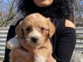 Maltipoo yavrularım sağlık ve ırk garantilidir 