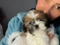 Shıh Tzu yavrularım sağlık ve ırk garantilidir 