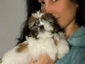 Shıh Tzu yavrularım sağlık ve ırk garantilidir 