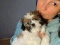 Shıh Tzu yavrularım sağlık ve ırk garantilidir 
