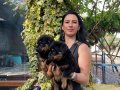 Rotweiller yavrularım sağlık ve ırk garantilisi 