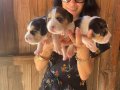 Beagle yavrularım sağlık ve ırk garantilidir 