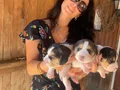 Beagle yavrularım sağlık ve ırk garantilidir 
