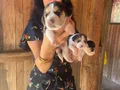 Beagle yavrularım sağlık ve ırk garantilidir 