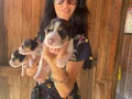 Beagle yavrularım sağlık ve ırk garantilidir 