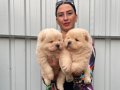 Chowchow yavrularım sağlık ve ırk garantilidir 