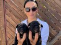 Cane Corso ya ruhlarım sağlık ve ırk garantilidir
