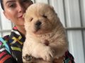 Chowchow yavrularım sağlık ve ırk garantilidir 