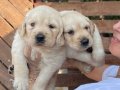 Golden yavrularım sağlık ve ırk garantilidir 