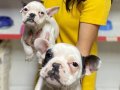 French buldog yavrularım sağlık ve ırk garantilidir 