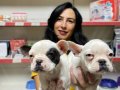 French buldog yavrularım sağlık ve ırk garantilidir 
