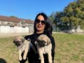 Pug yavrularım sağlık ve ırk garantilidir 