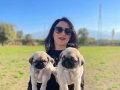 Pug yavrularım sağlık ve ırk garantilidir 
