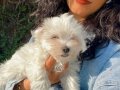 Miniminnak kar topu Maltese Terrier bebeklerim