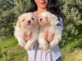 Miniminnak kar topu Maltese Terrier bebeklerim