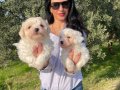 Miniminnak kar topu Maltese Terrier bebeklerim