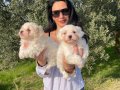 Miniminnak kar topu Maltese Terrier bebeklerim