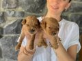 Minimini Maltipoo yavrularım sağlık ve ırk garantilidir