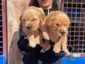 Golden yavrularım sağlık ve ırk garantilidir
