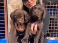 Labrador yavrularım sağlık ve ırk garantilidir 
