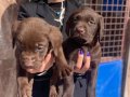Labrador yavrularım sağlık ve ırk garantilidir 