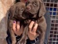 Labrador yavrularım sağlık ve ırk garantilidir 