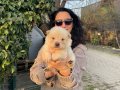 Chowchow yavrularım sağlık ve ırk garantilidir 