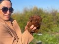 Koyu Tarçın Kıvırcık Toy Poodle Yavrularım 