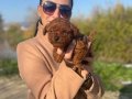 Koyu Tarçın Kıvırcık Toy Poodle Yavrularım 