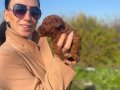 Koyu Tarçın Kıvırcık Toy Poodle Yavrularım 