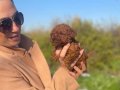 Koyu Tarçın Kıvırcık Toy Poodle Yavrularım 