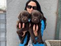 Labrador Yavrularım Sağlık Ve Irk Garantilidir 